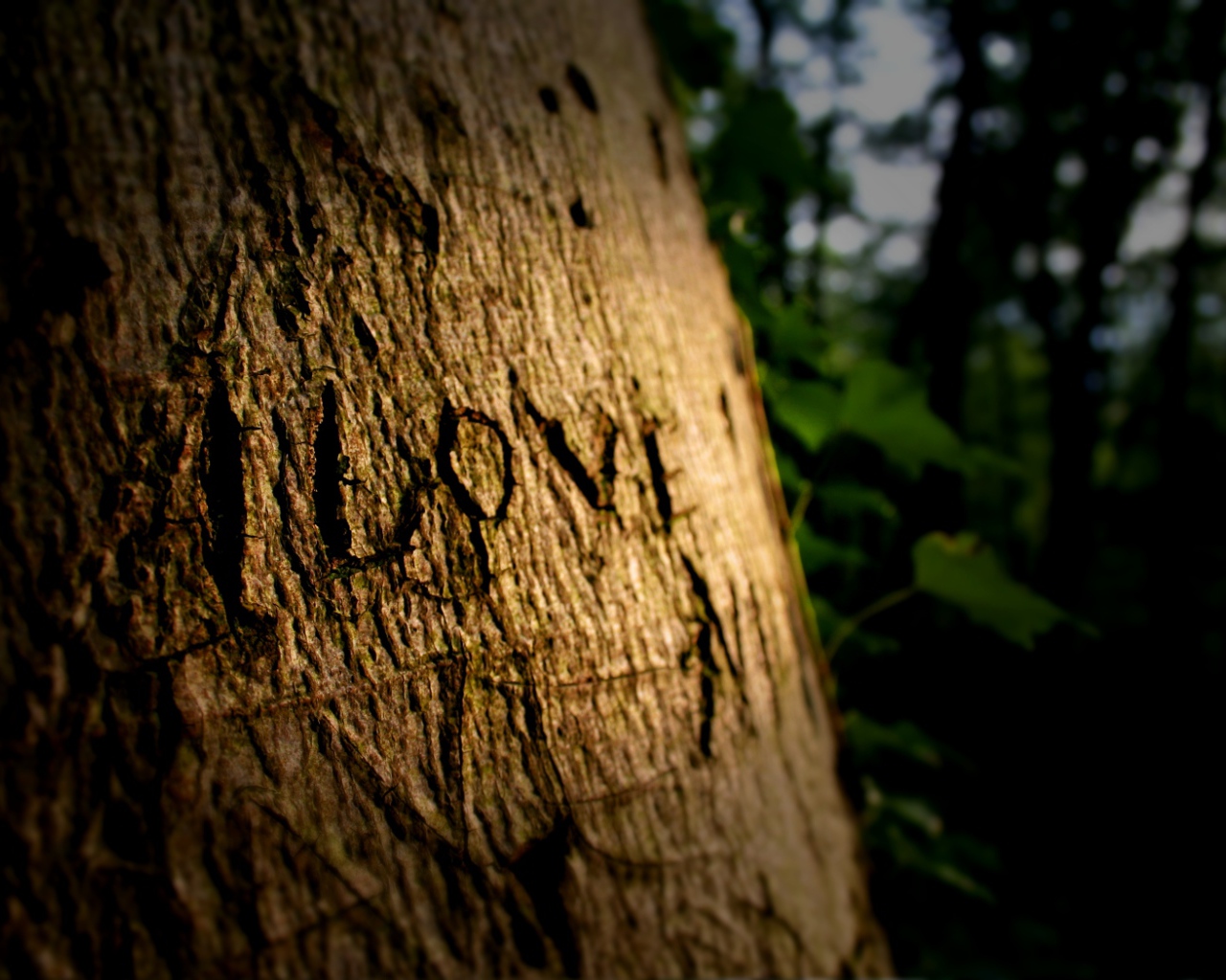 Надпись на дереве