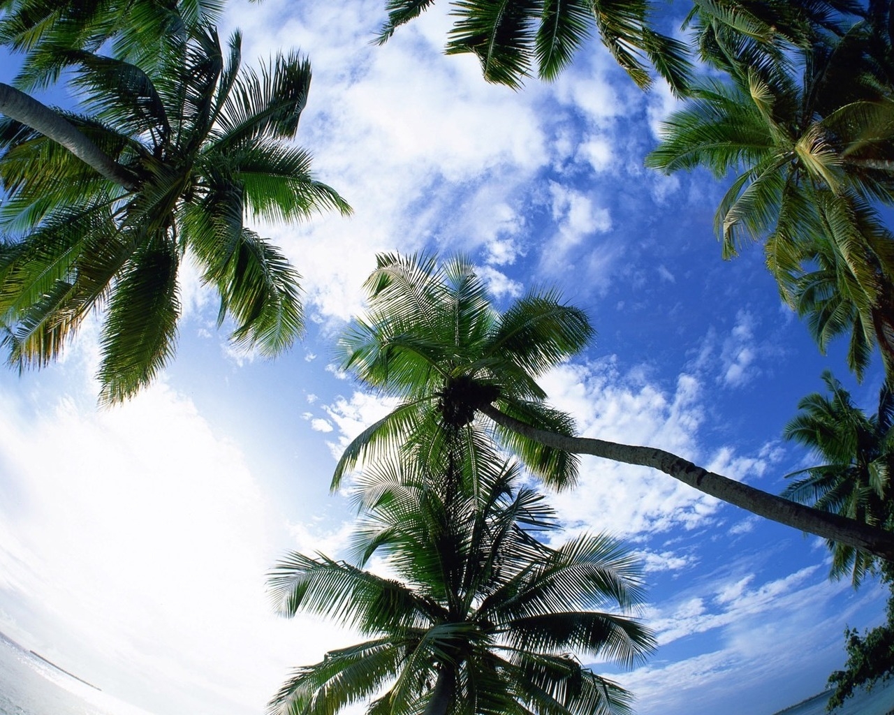 Небо и пальмы