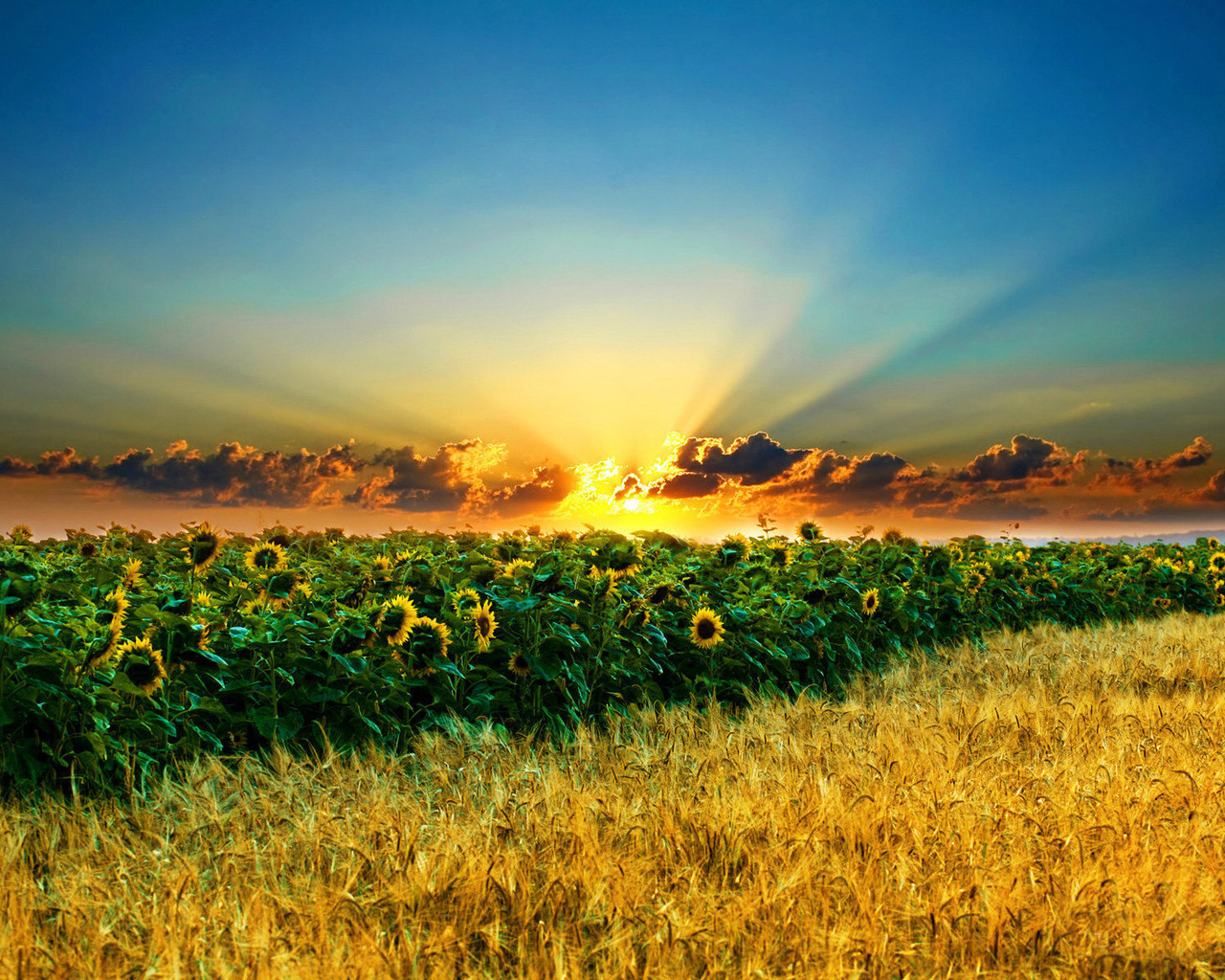 Поле подсолнухов и пшеницы