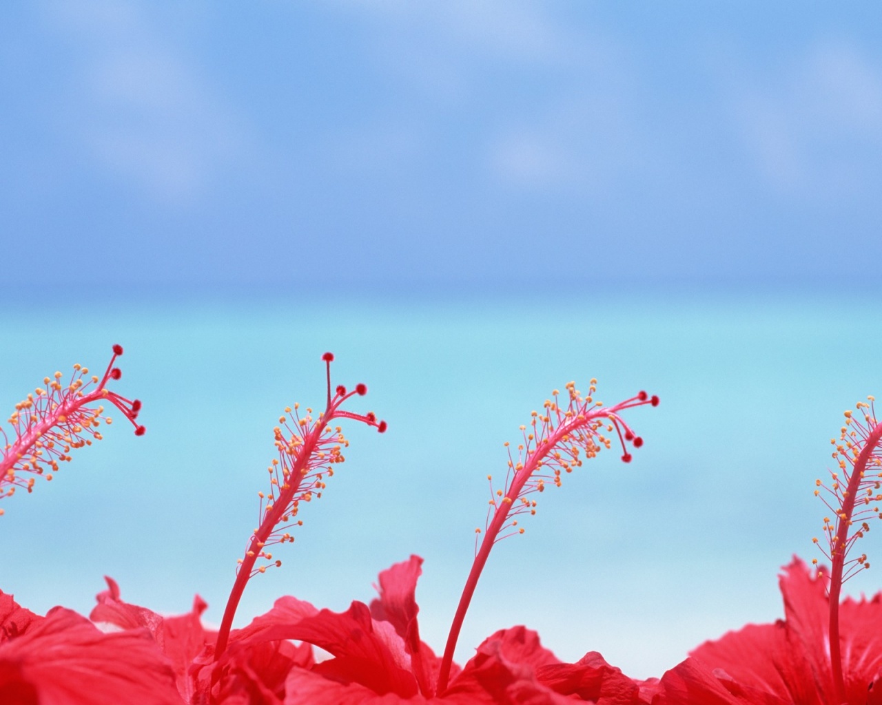 Цветы на Мальдивских островах