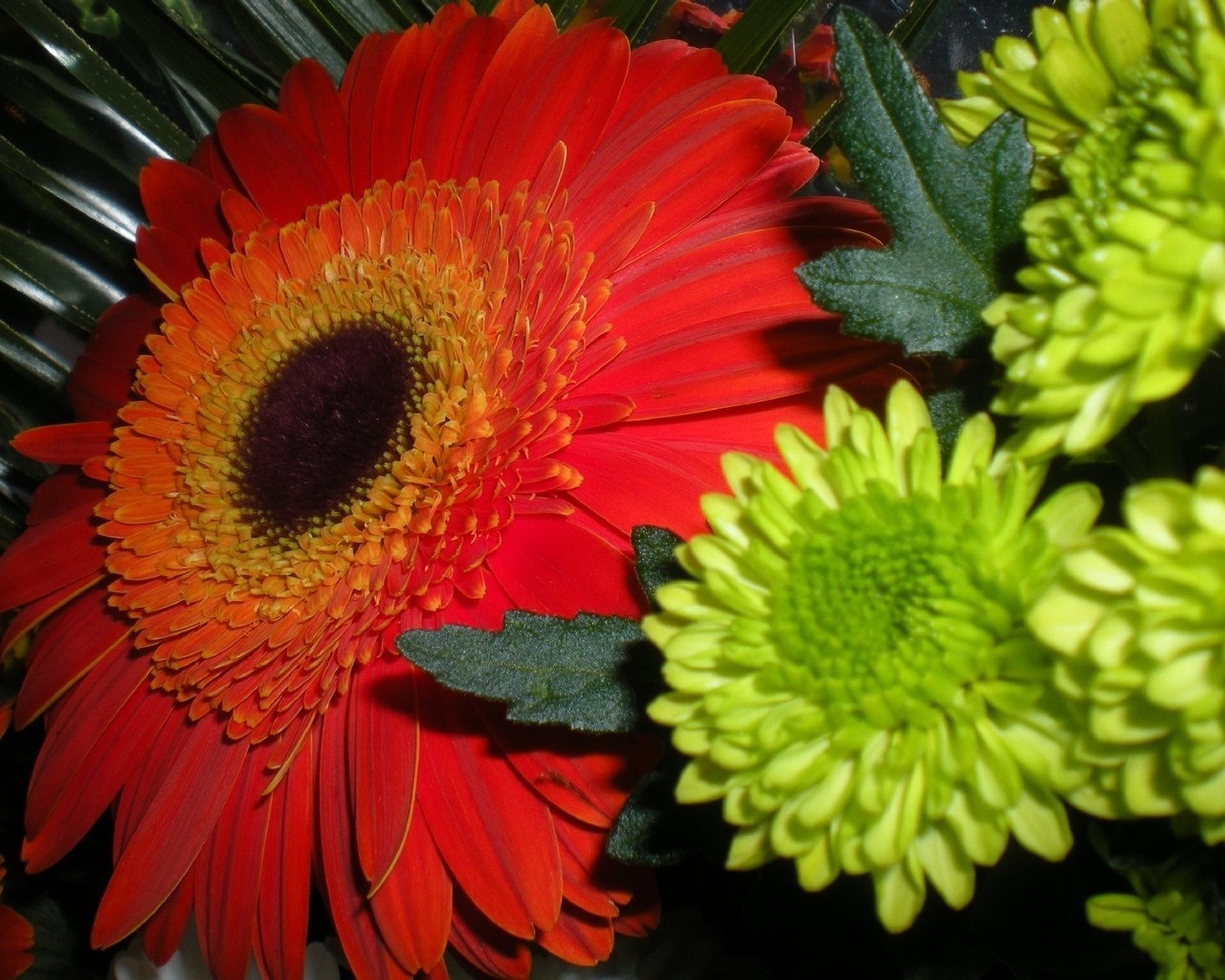 Гербера и хризантемы