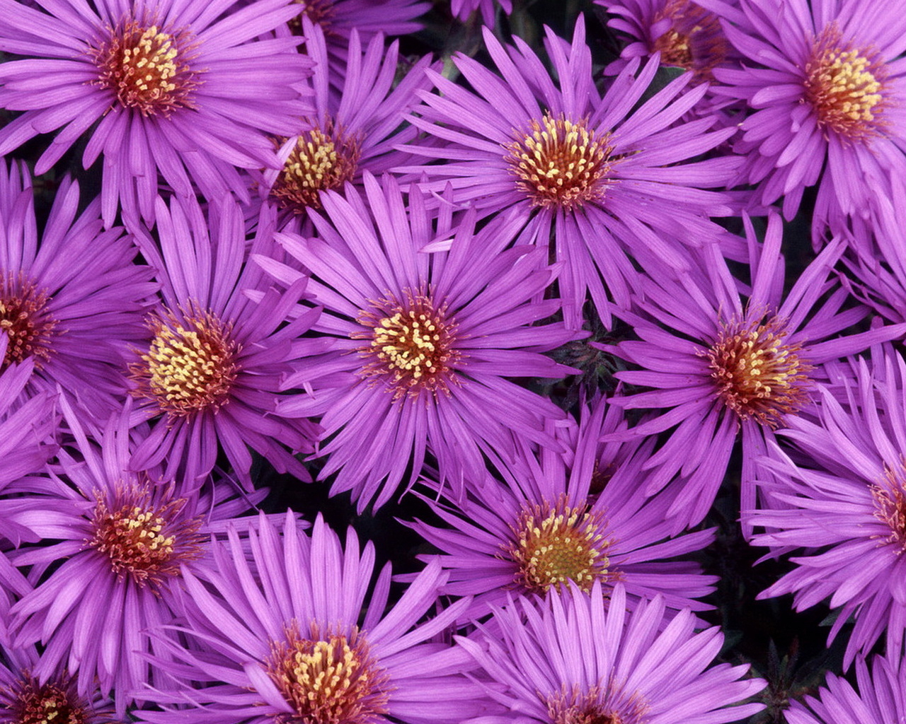 Североамериканские астры