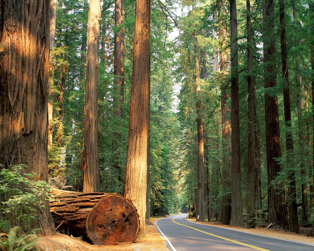 Роща гигантских деревьев
