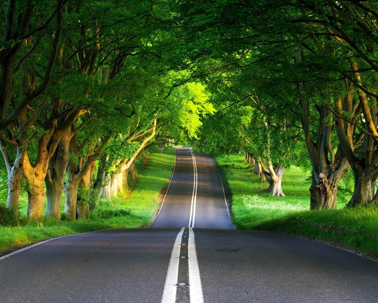 Дорога через лес