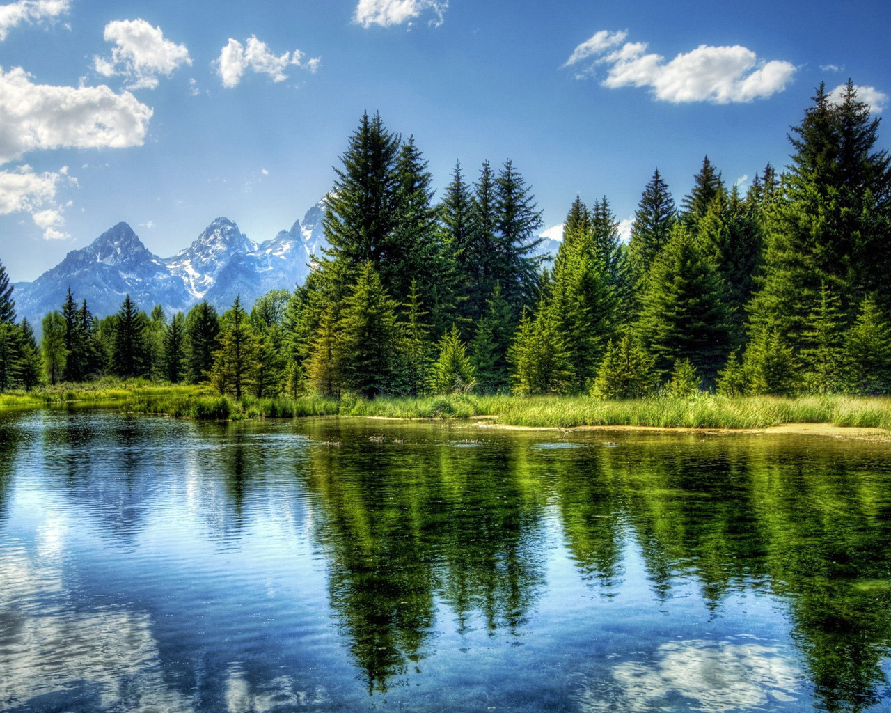 Ели на фоне гор