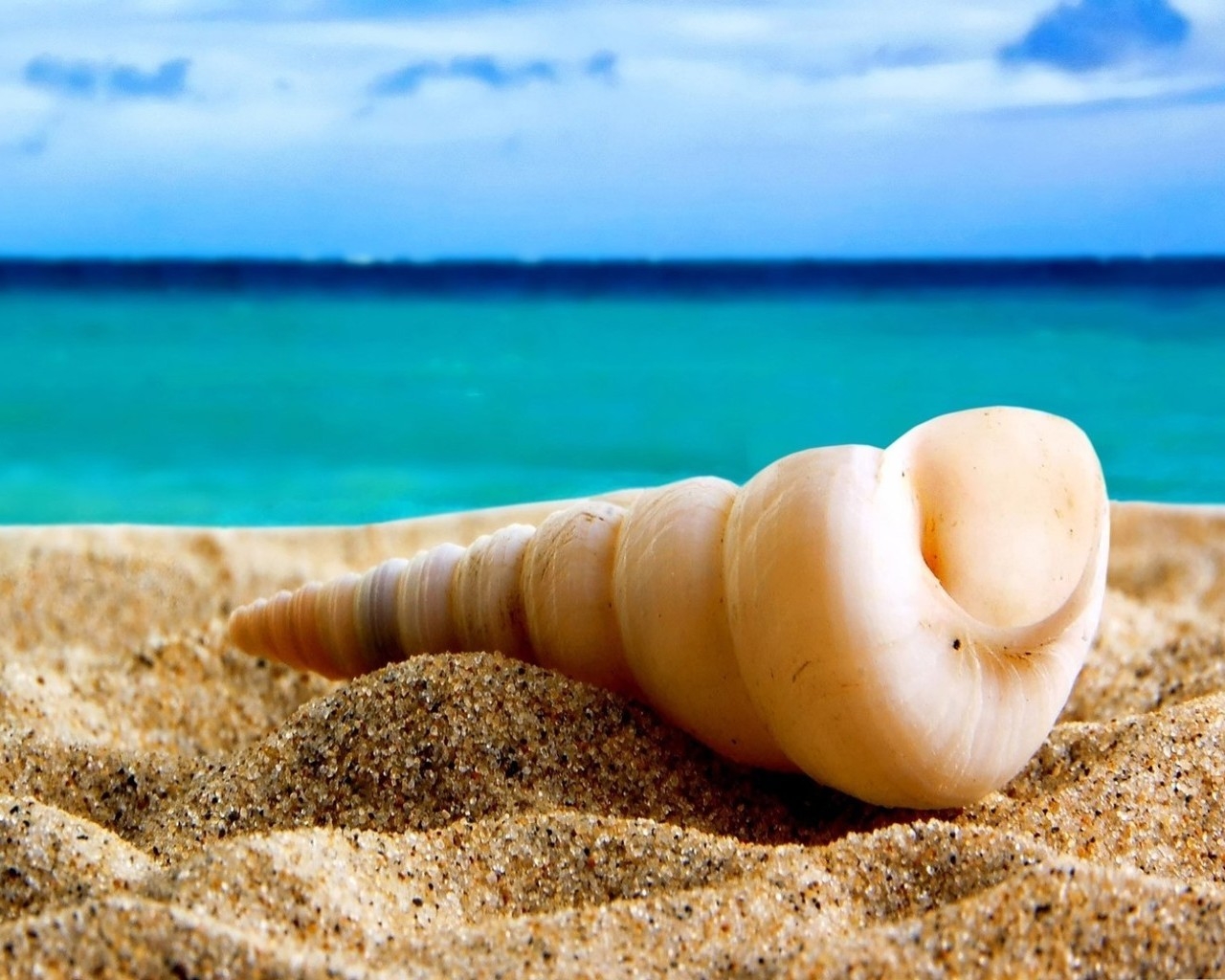 Ракушка на песке