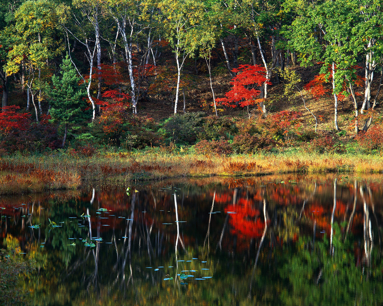 Пейзаж осени
