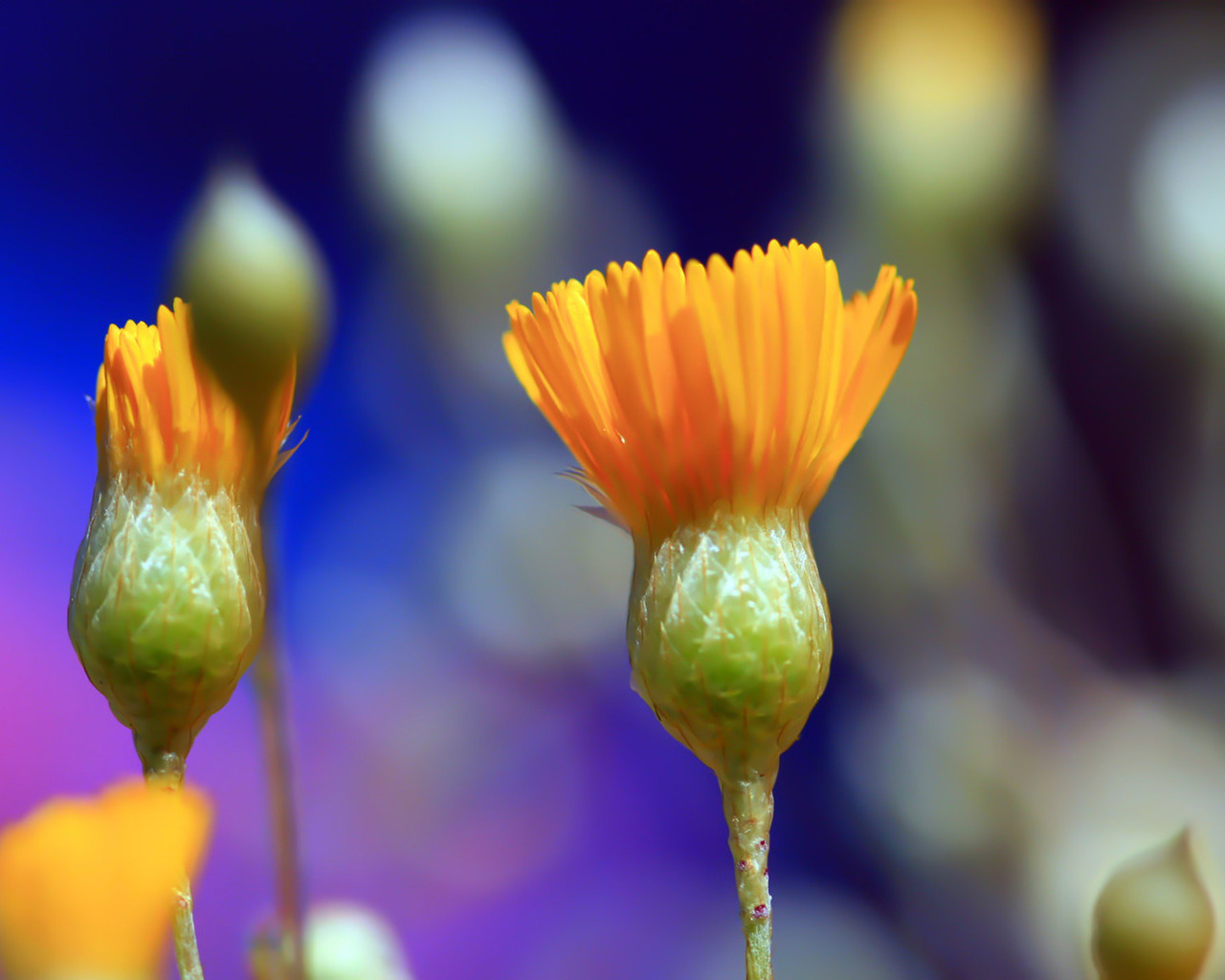 Распускаясь