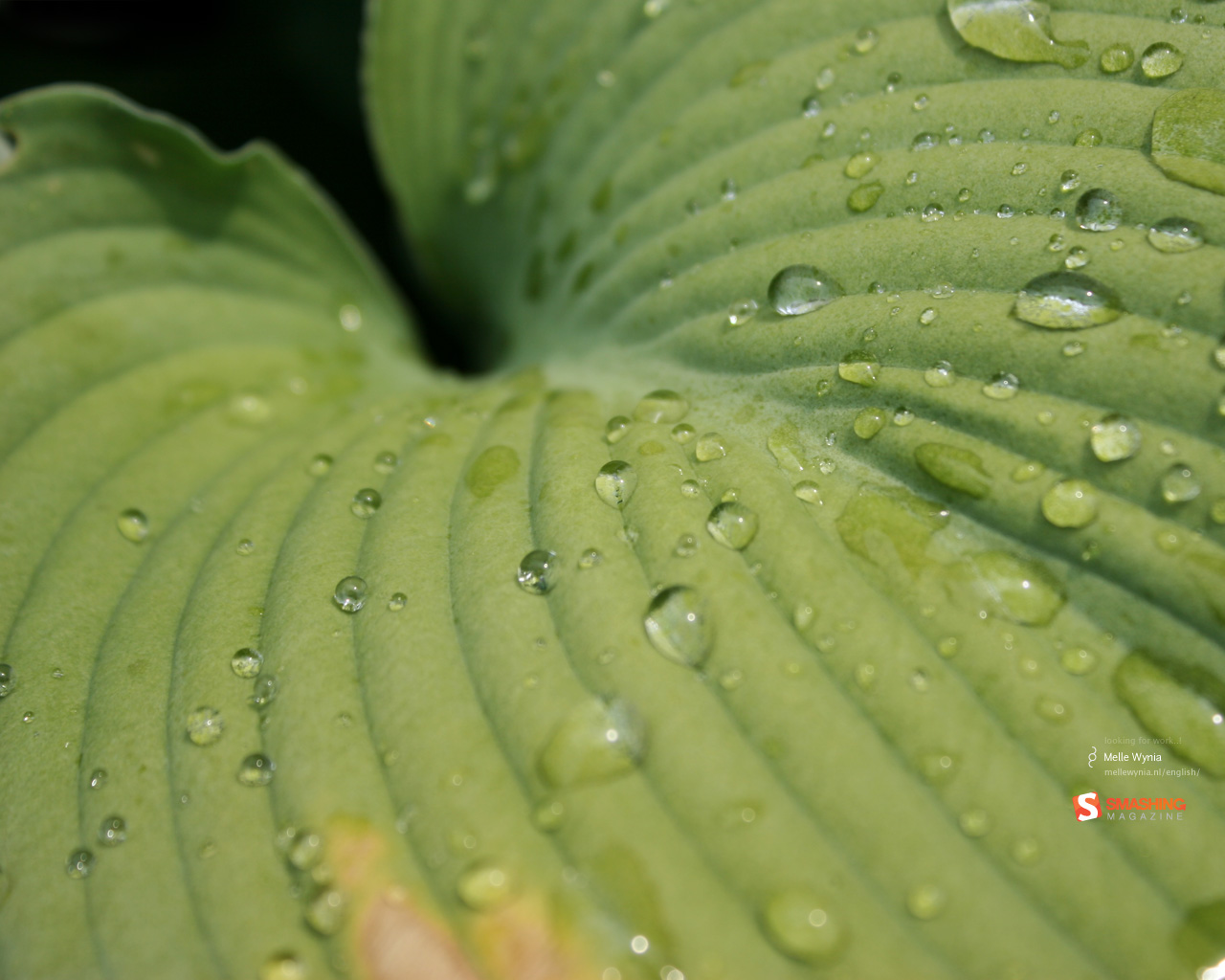 Зеленый лист после дождя