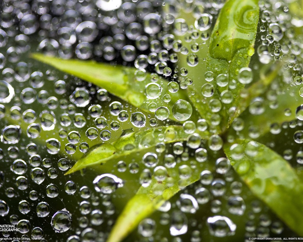 Растение под водой