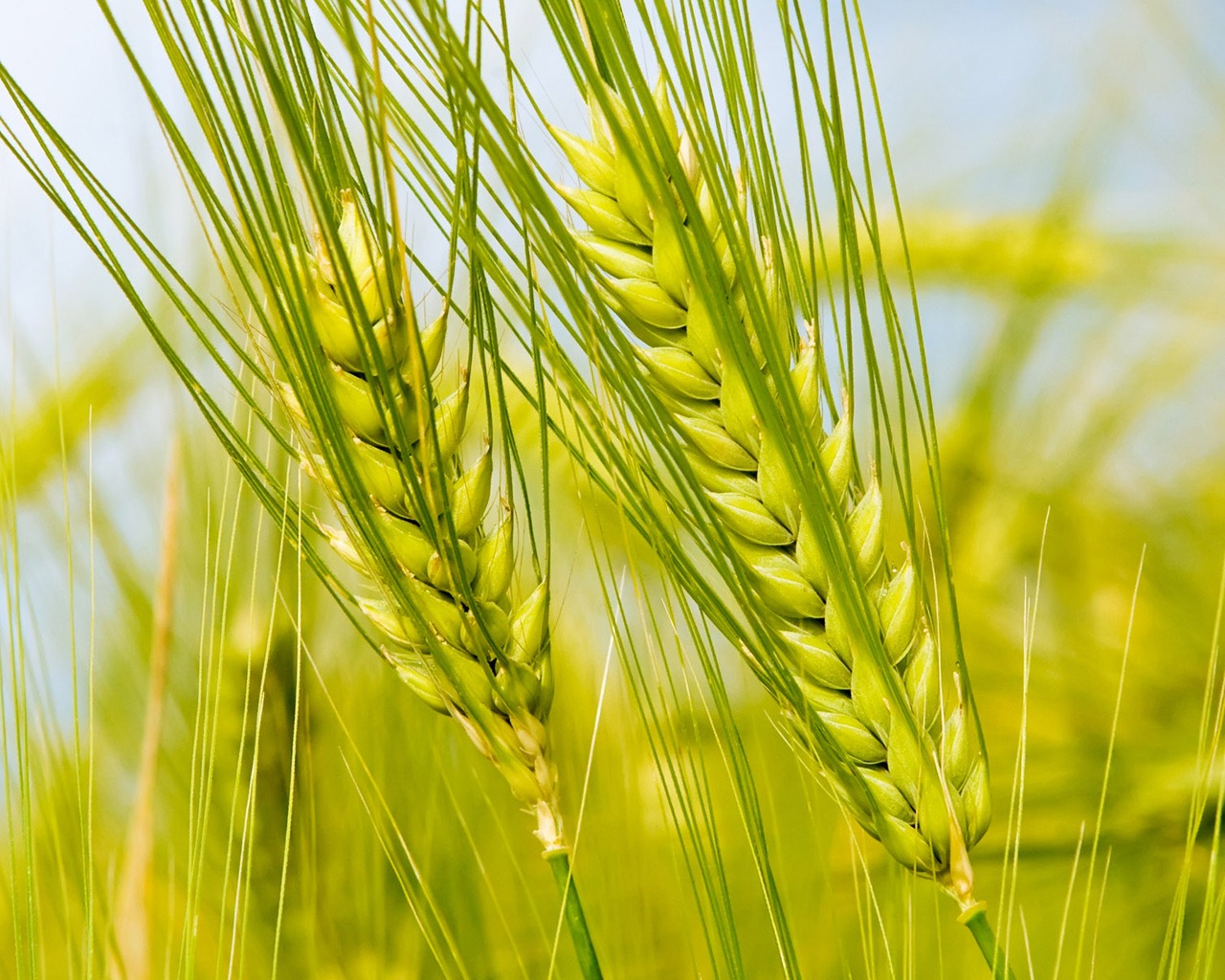 Колоски в поле