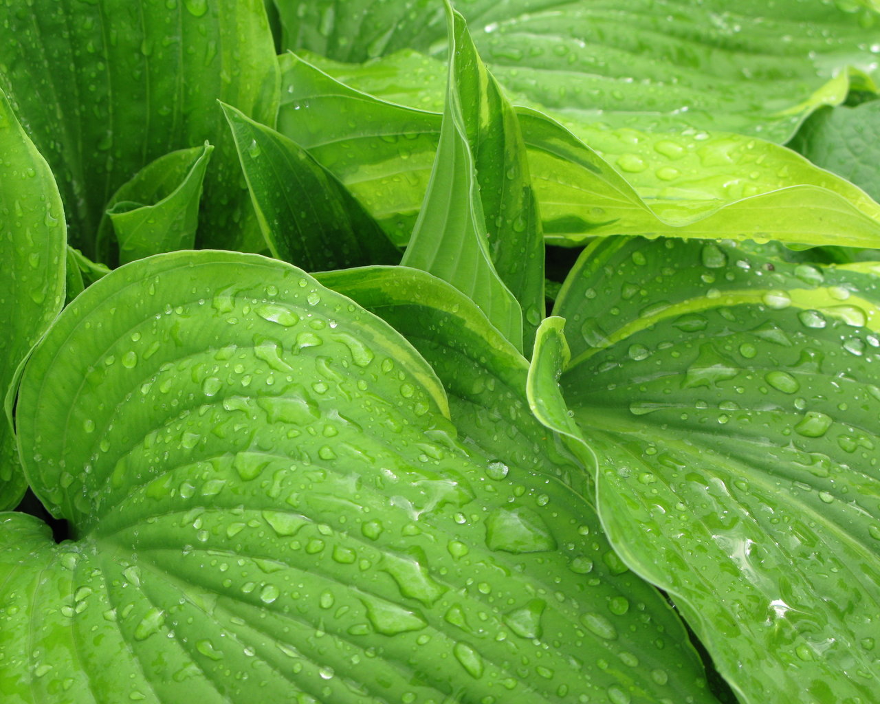 Листья после дождя