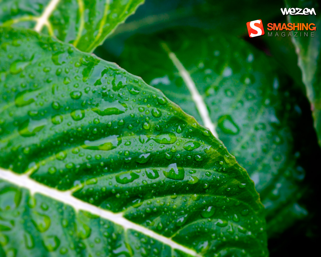 Мокрые листья