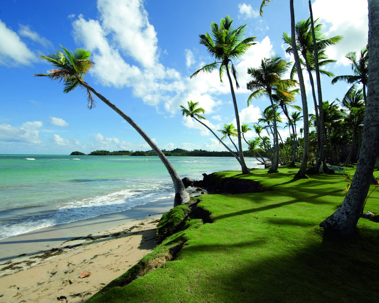 Прибрежные пальмы