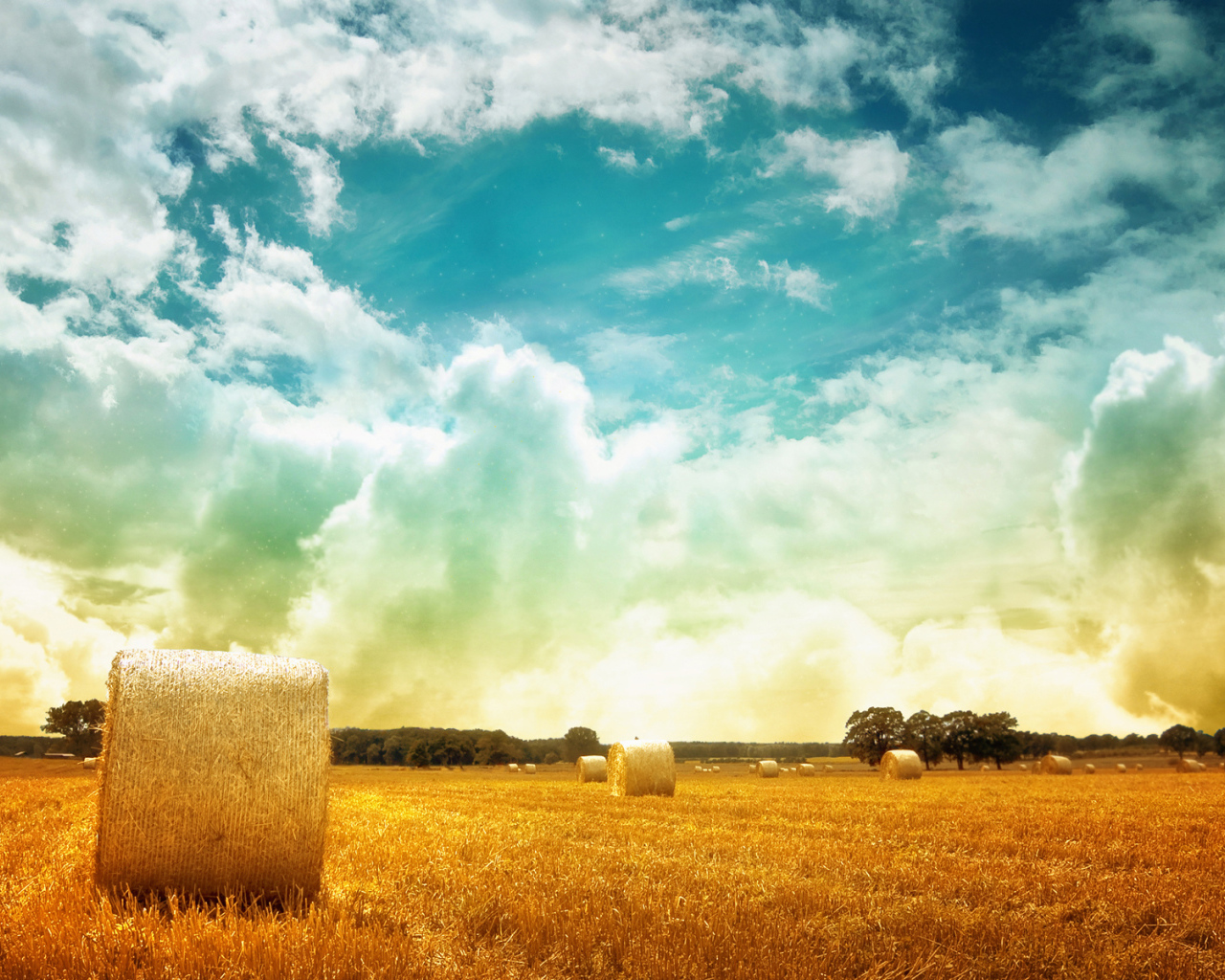 Тюки сена на поле