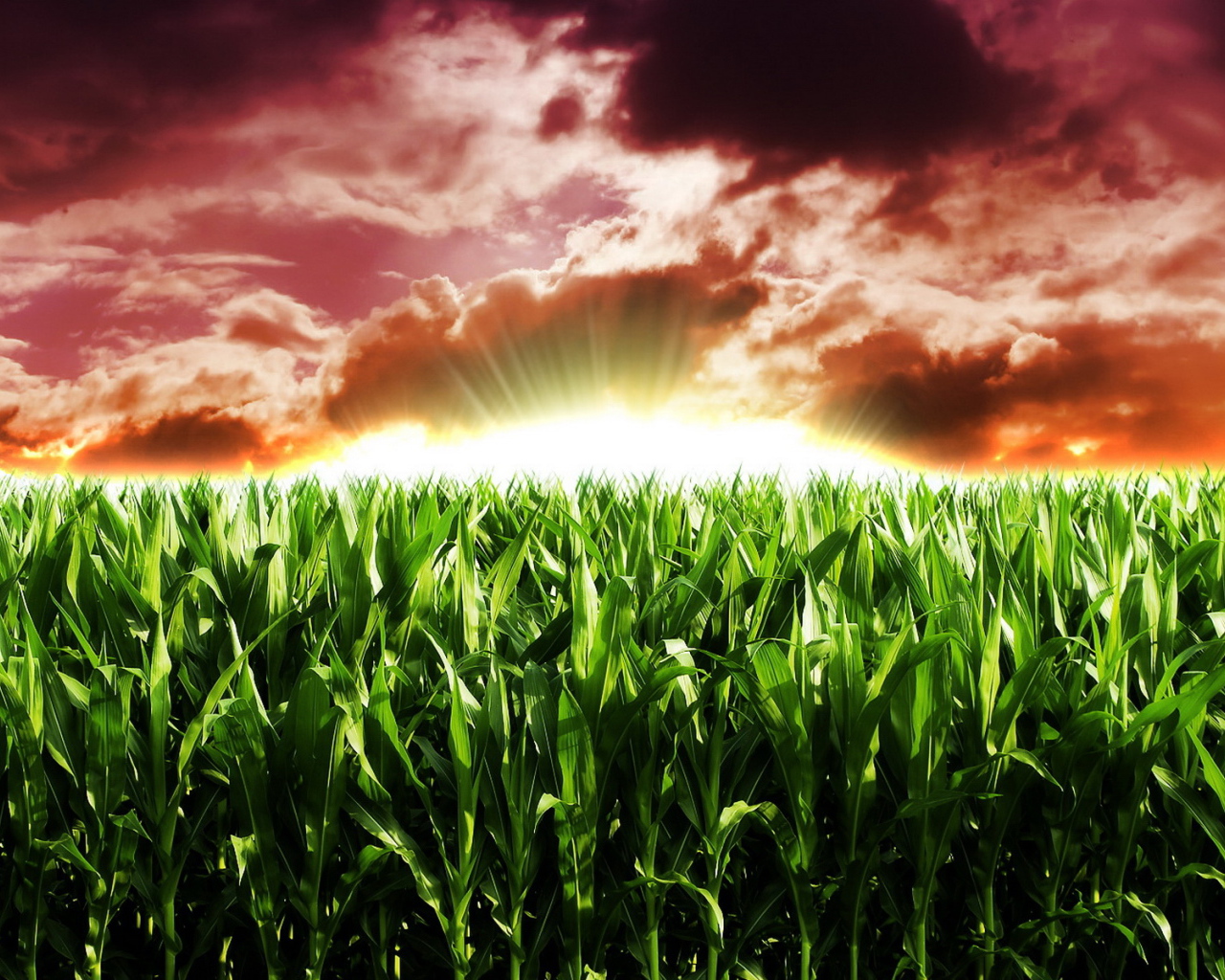 Кукурузное поле на рассвете