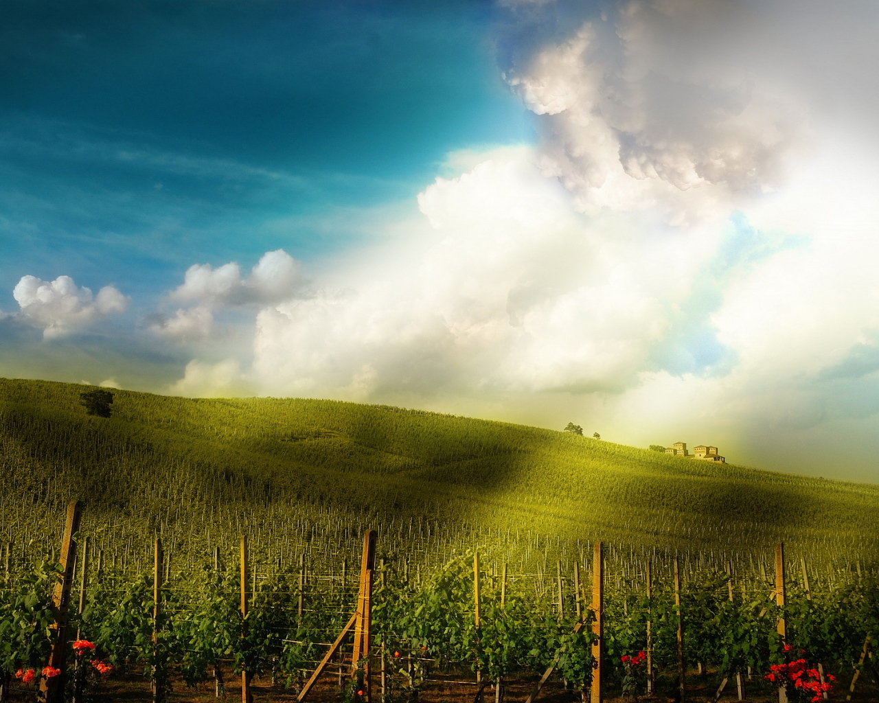 Поле-плантация