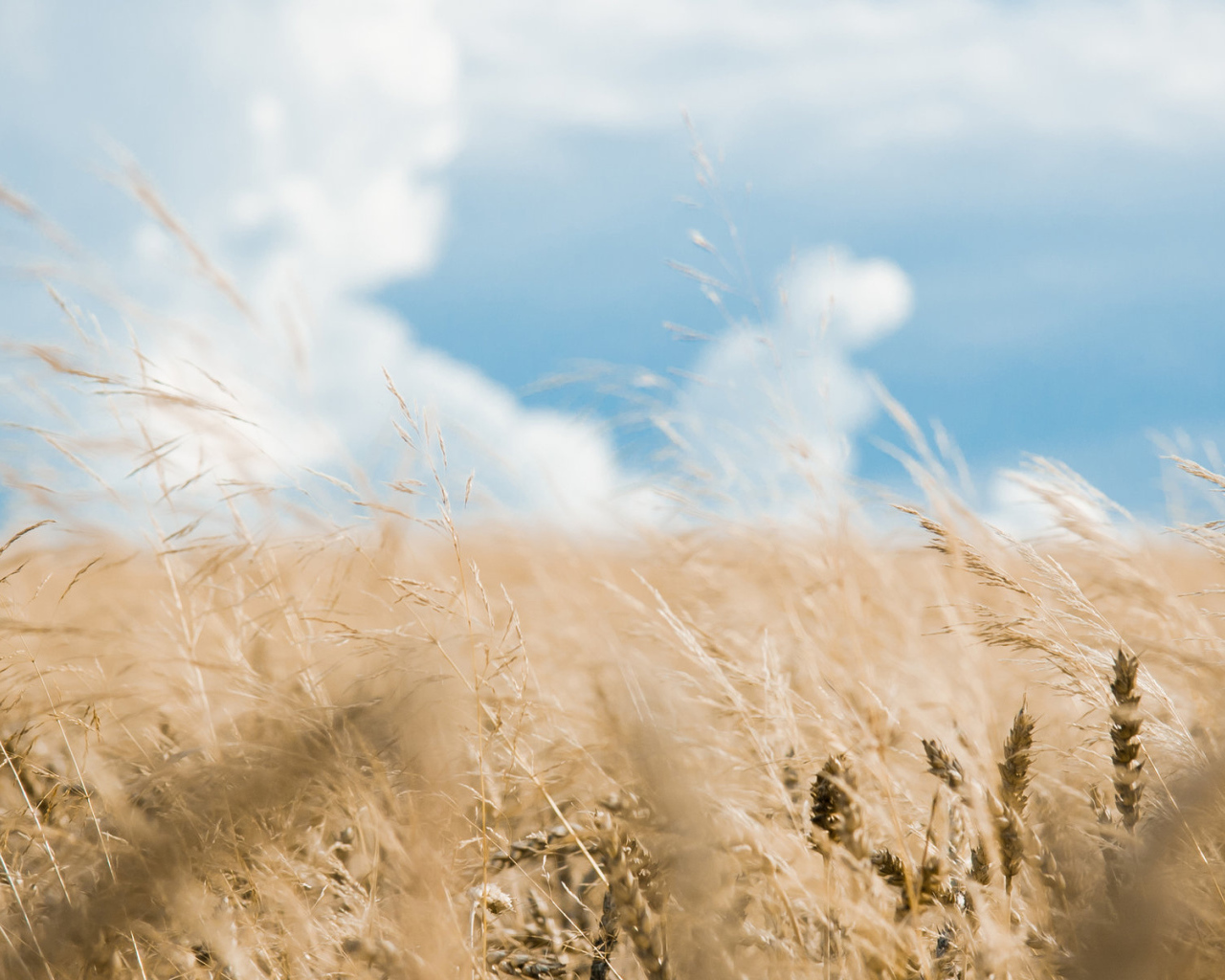 Хлебное поле