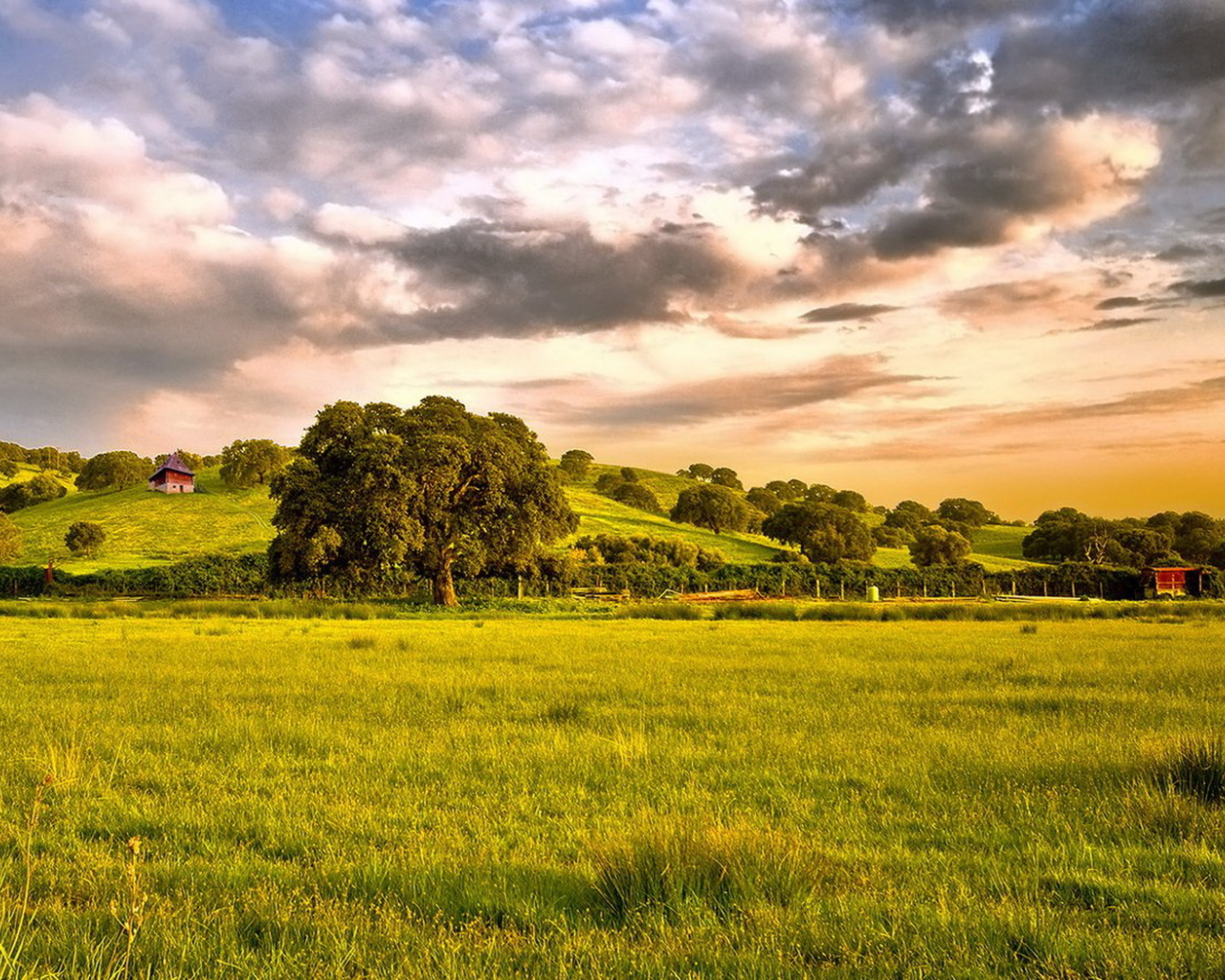 Зеленые просторы