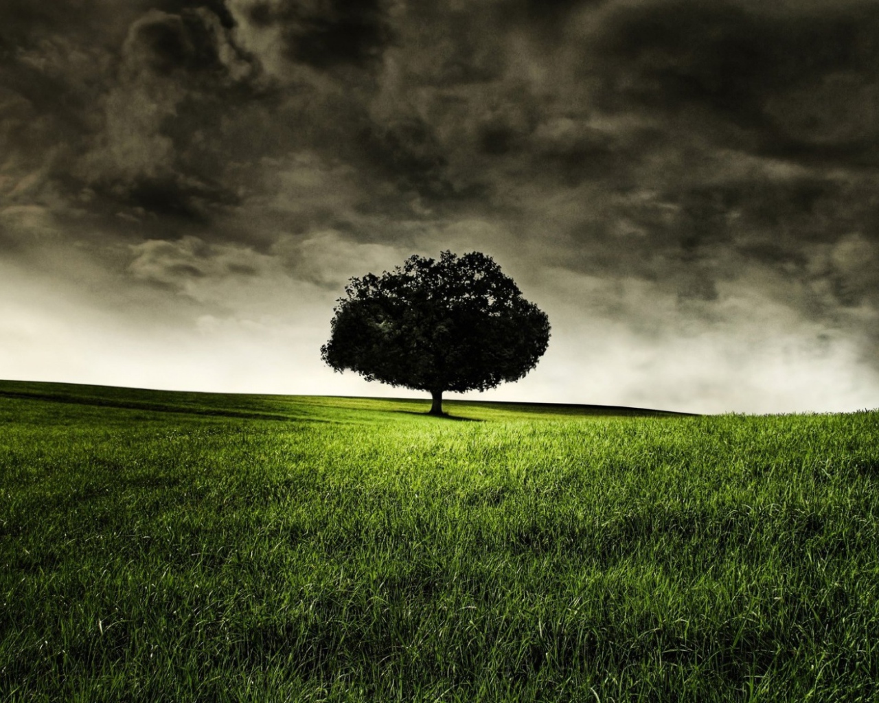 Запретное дерево Эдема