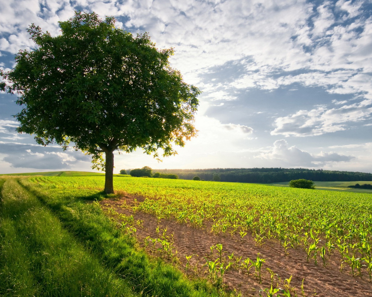 Дерево в поле