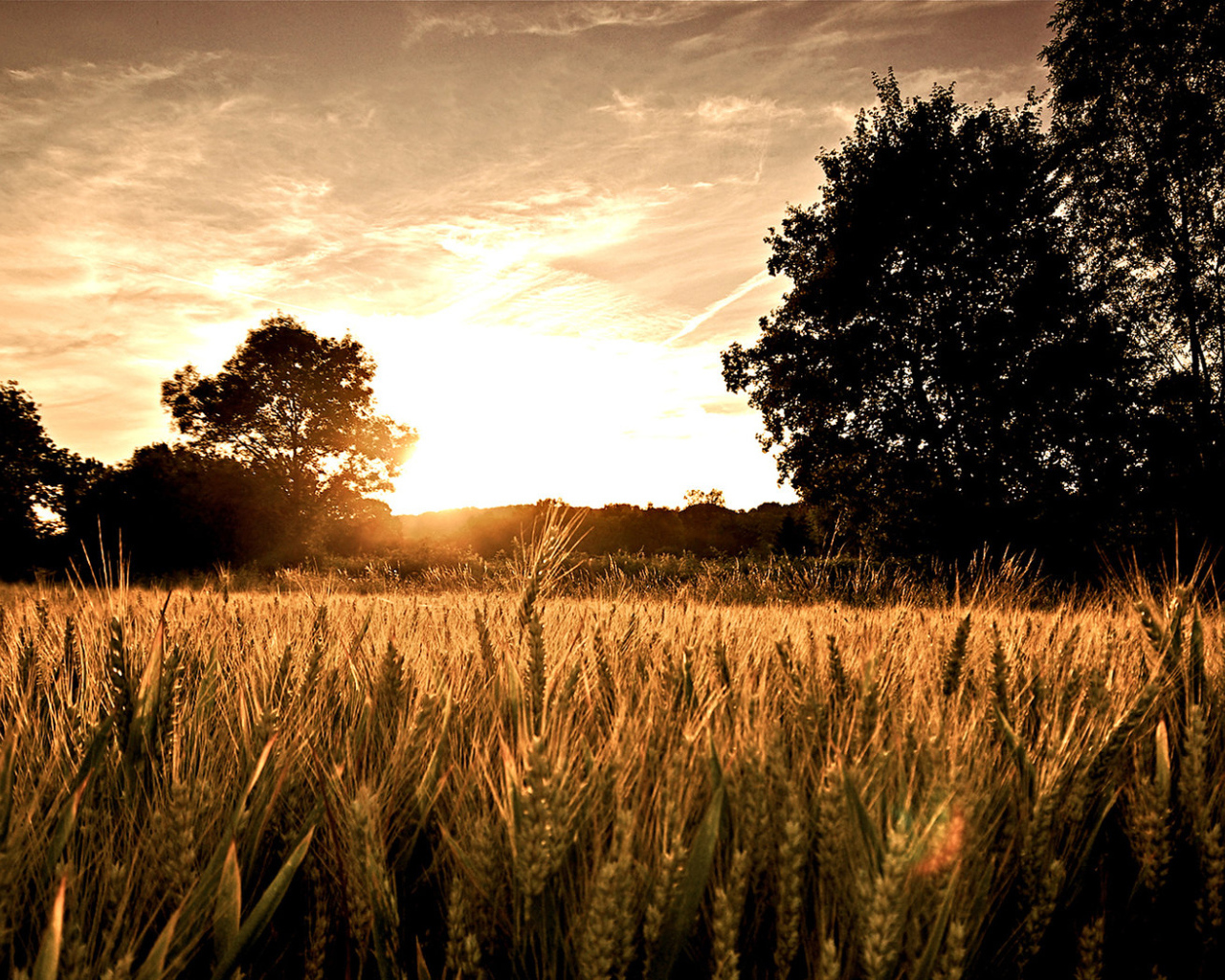 Пшеничное поле на закате