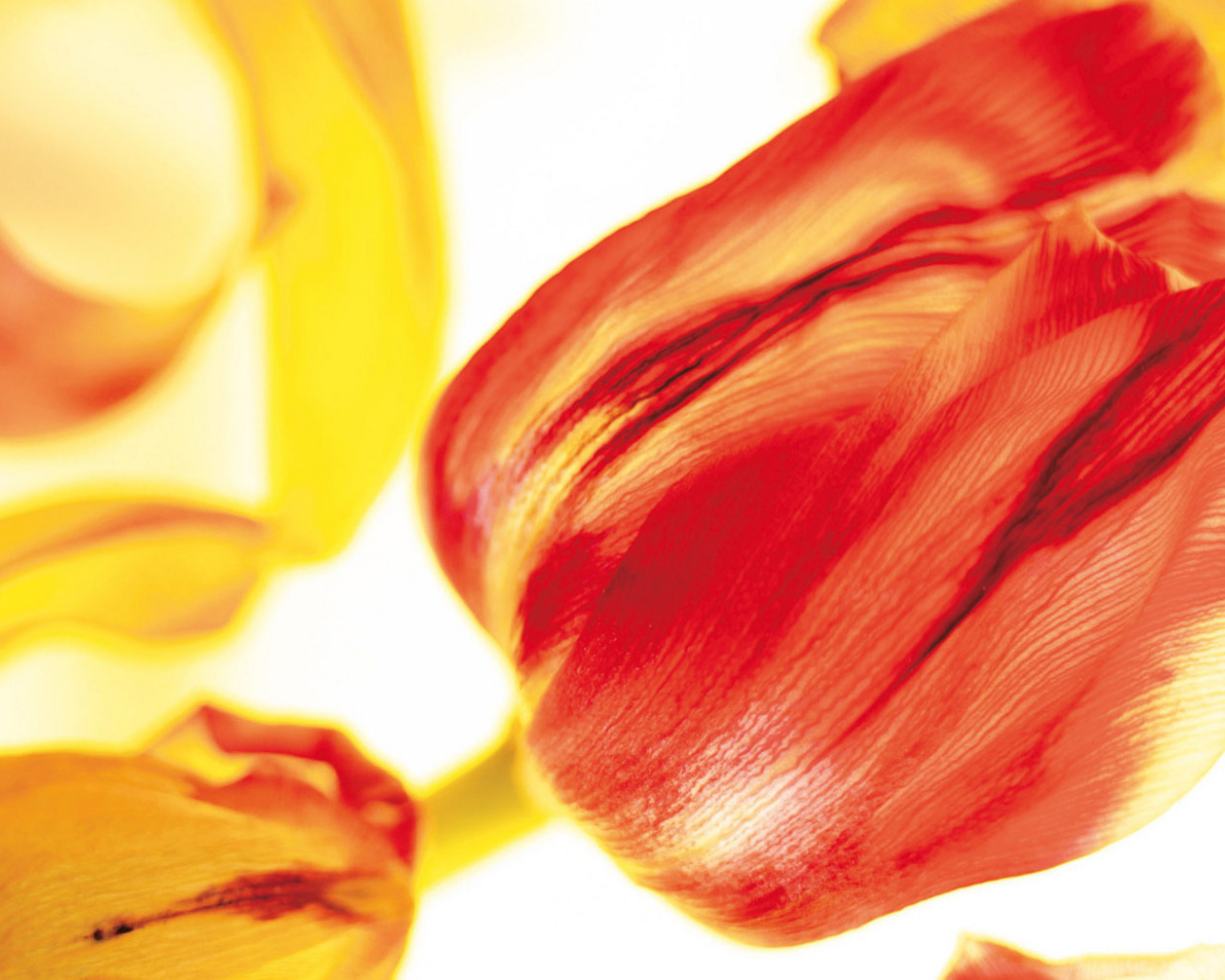 Красивые тюльпаны