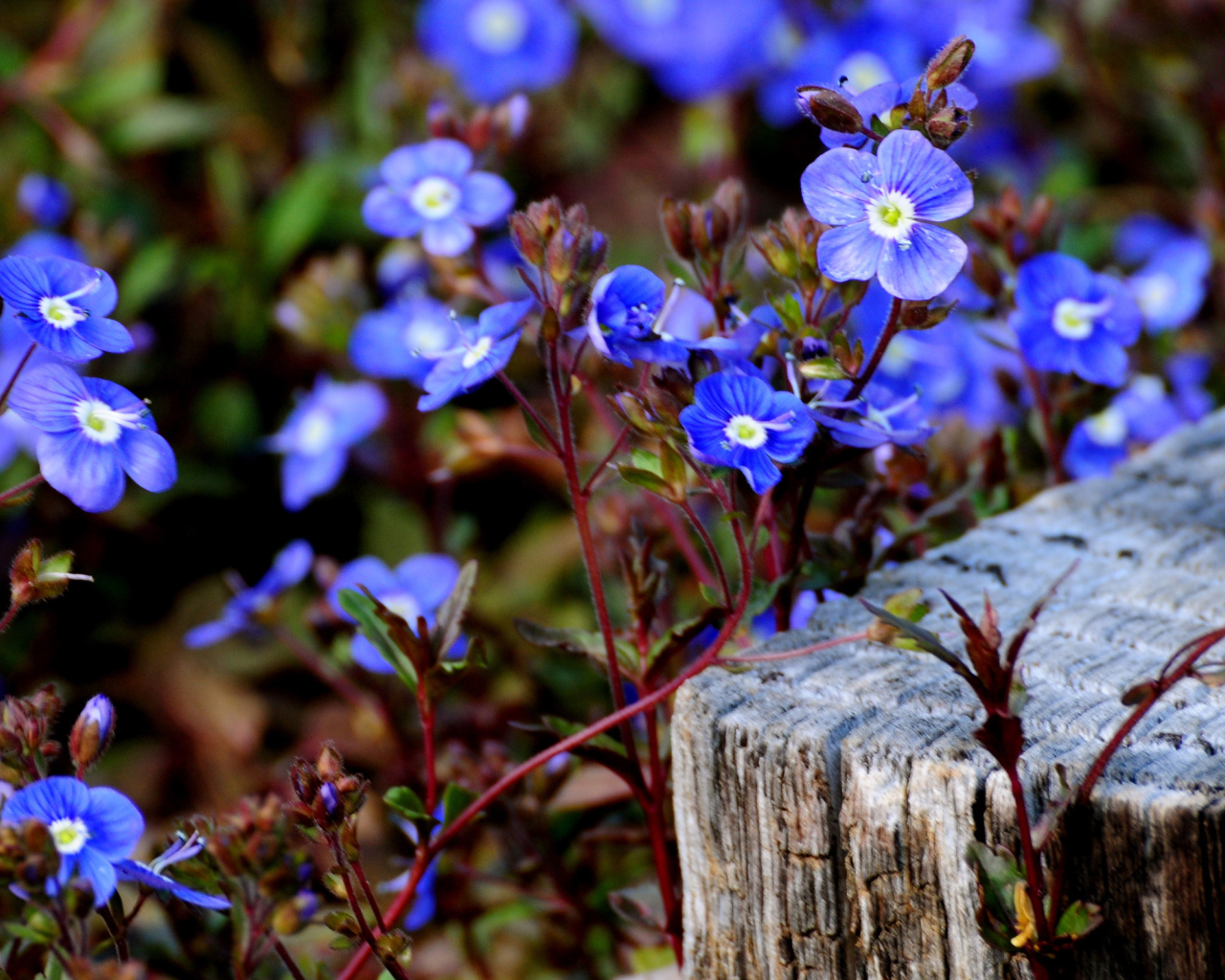 Голубые цветочки