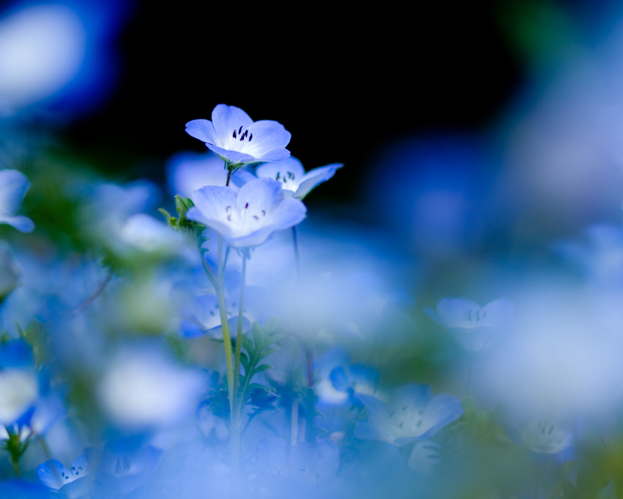 Голубые цветы на нежном фоне