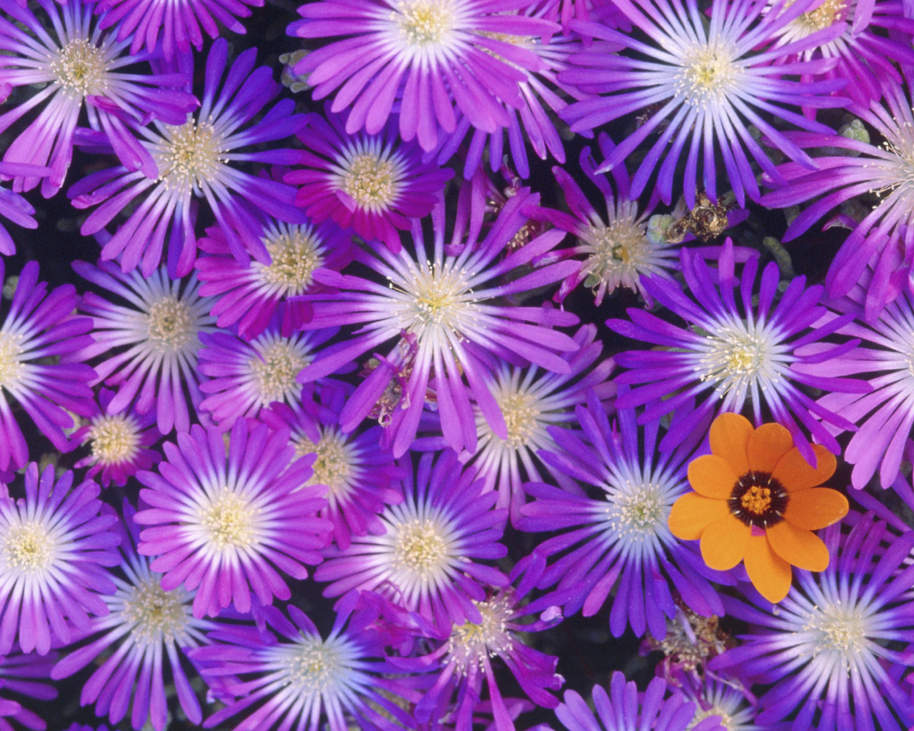 Букет красивых цветов