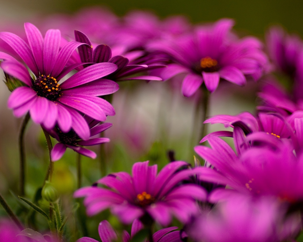 Яркие цветы