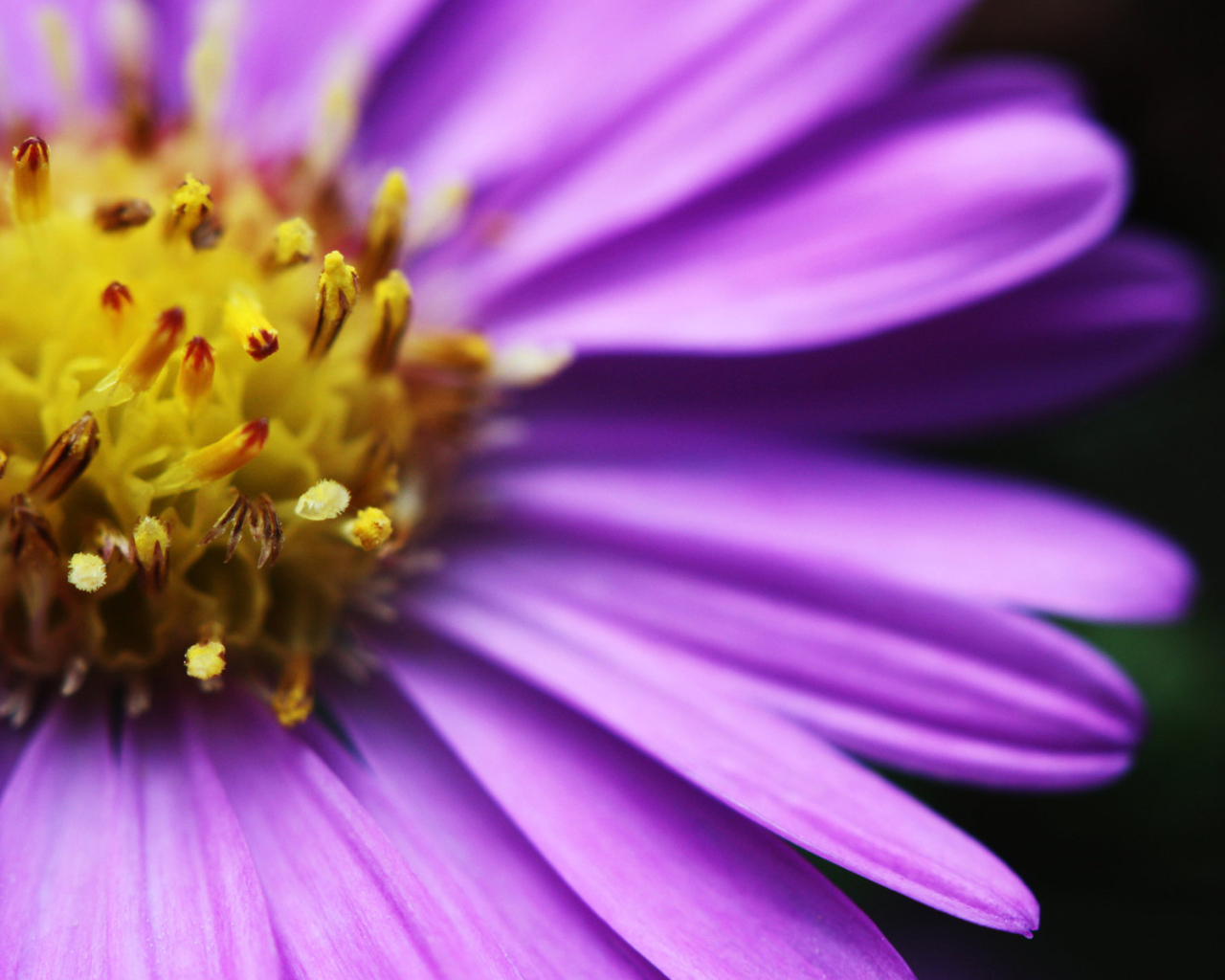 Яркий цветочек