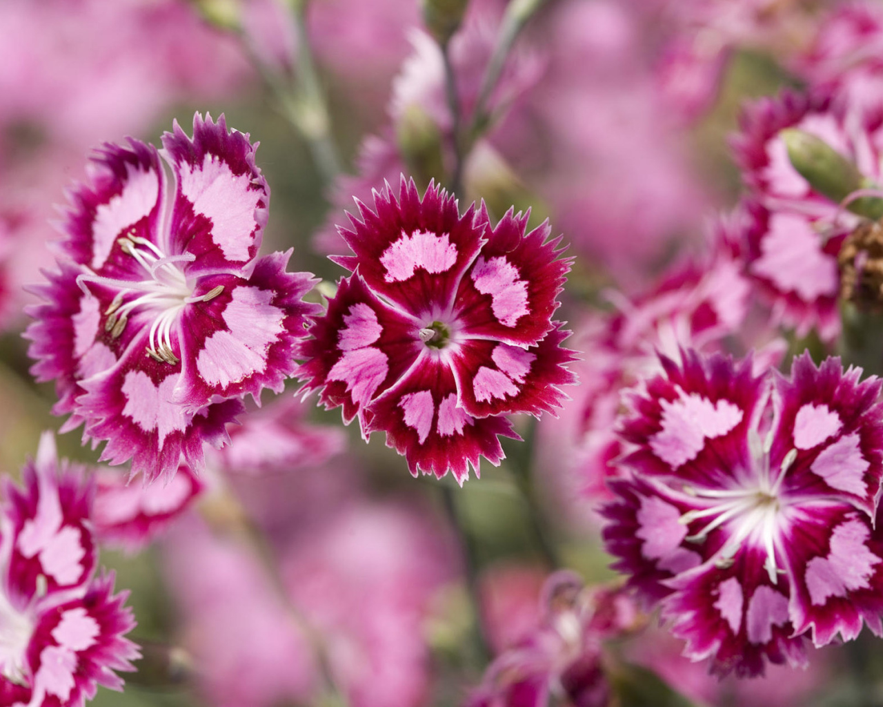 Яркие цветочки