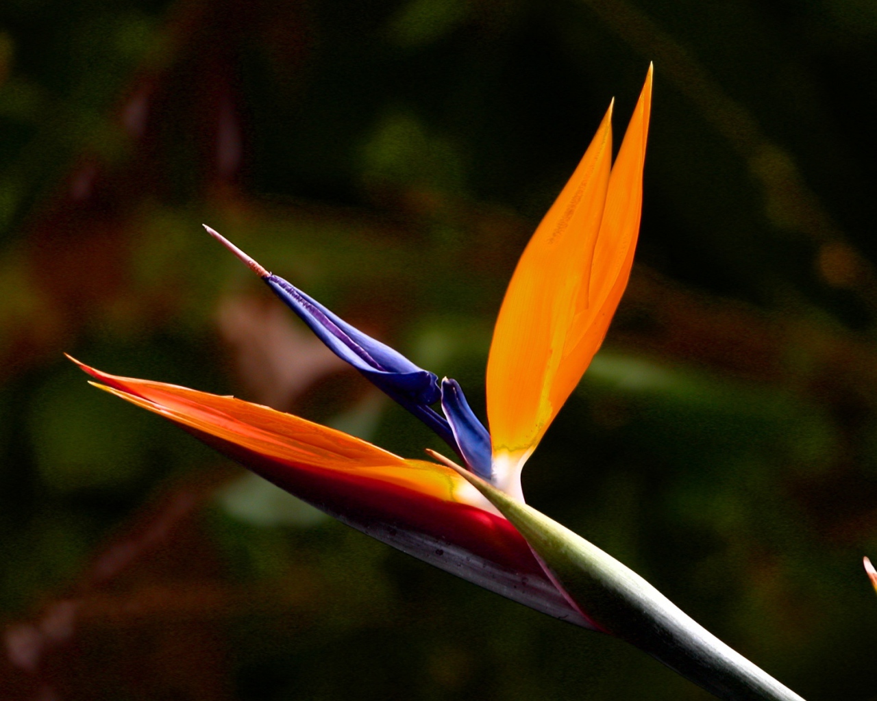 Экзотический цветок