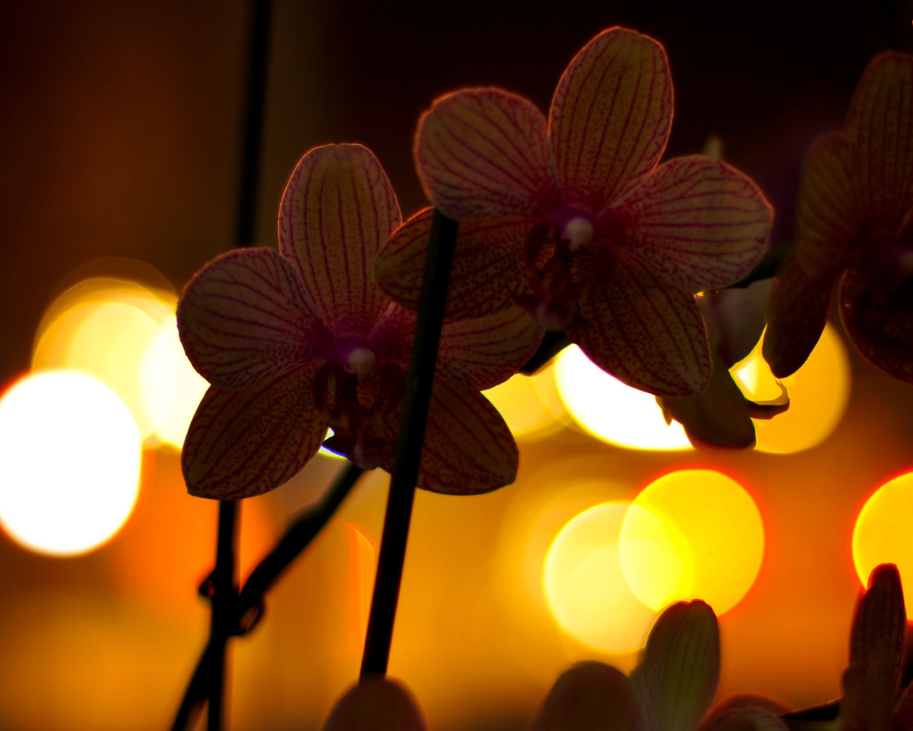 Цветы любимой