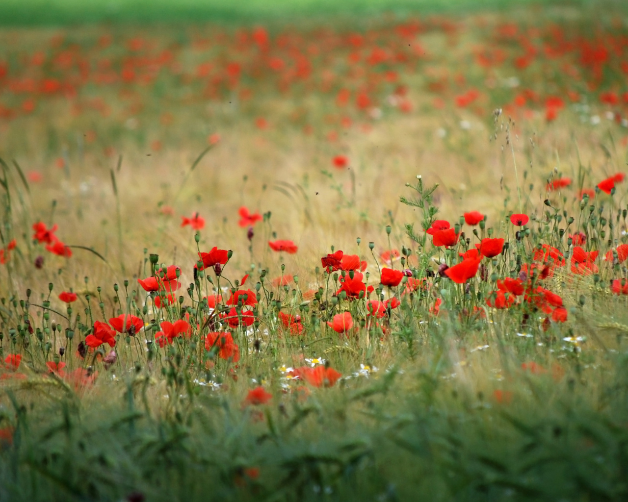 Поле красивых цветов