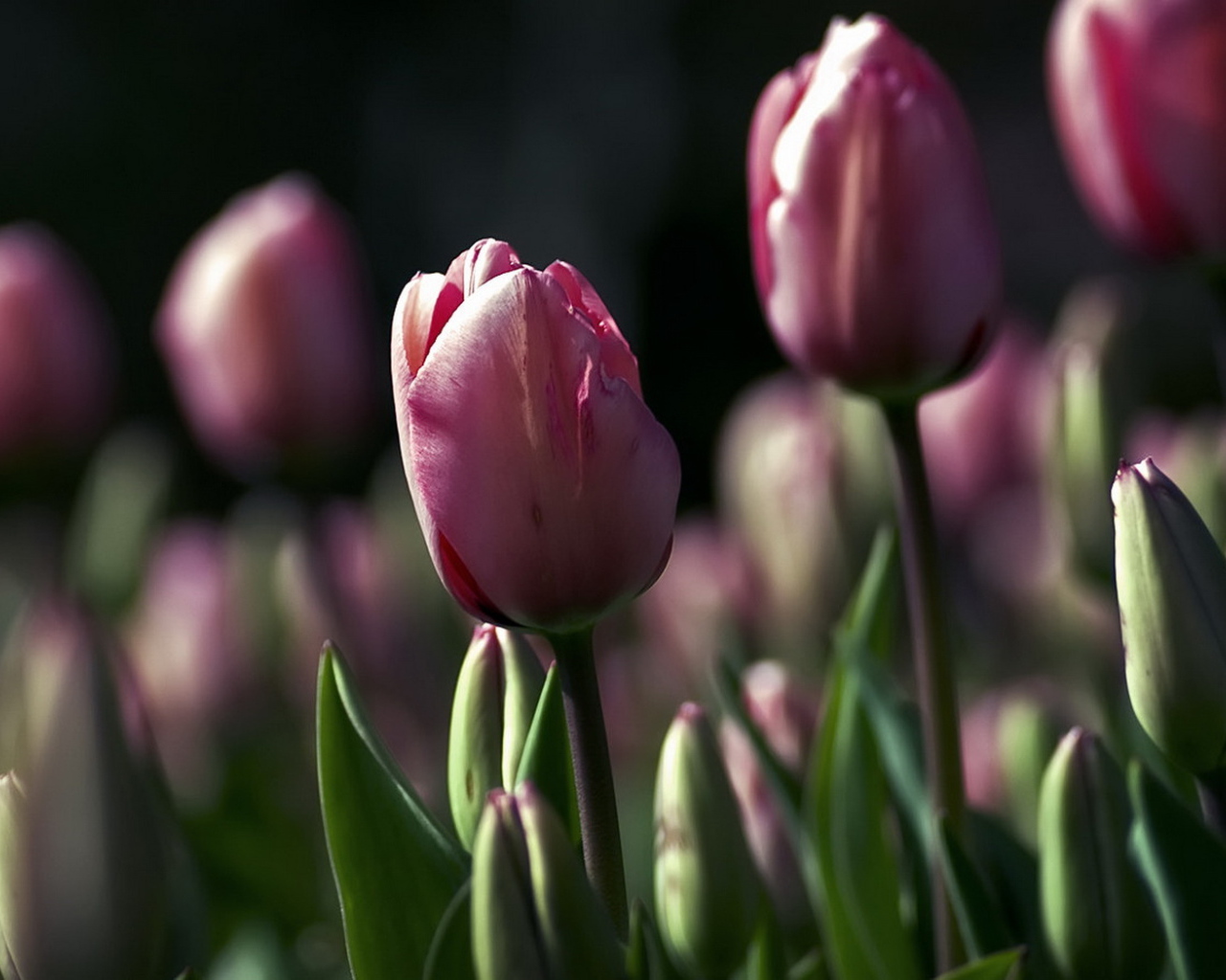 Поле тюльпанов