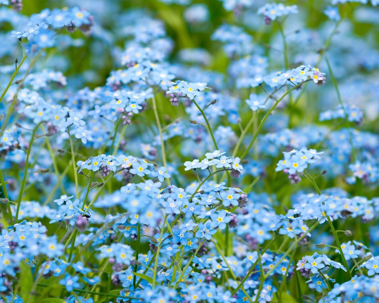 Цветочное поле