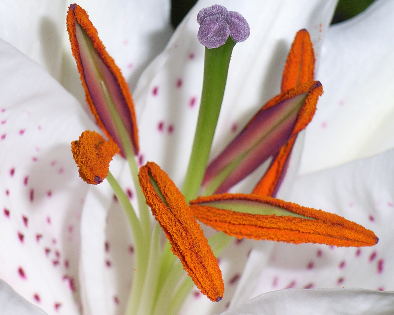 Цветок пыльца пестик тычинка