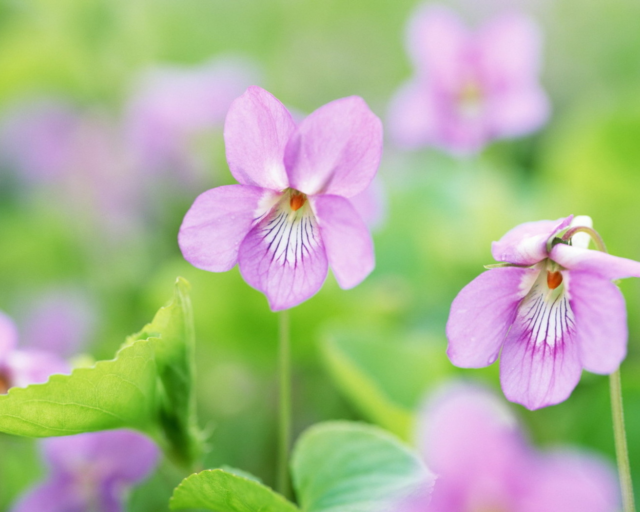 Нежные цветочки