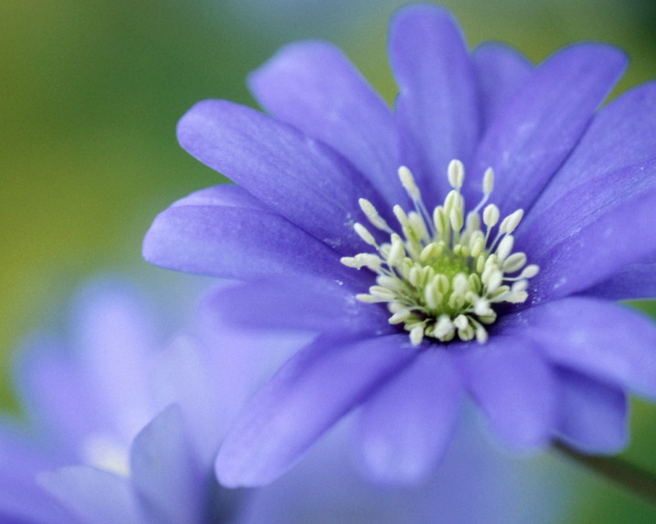 Печёночница