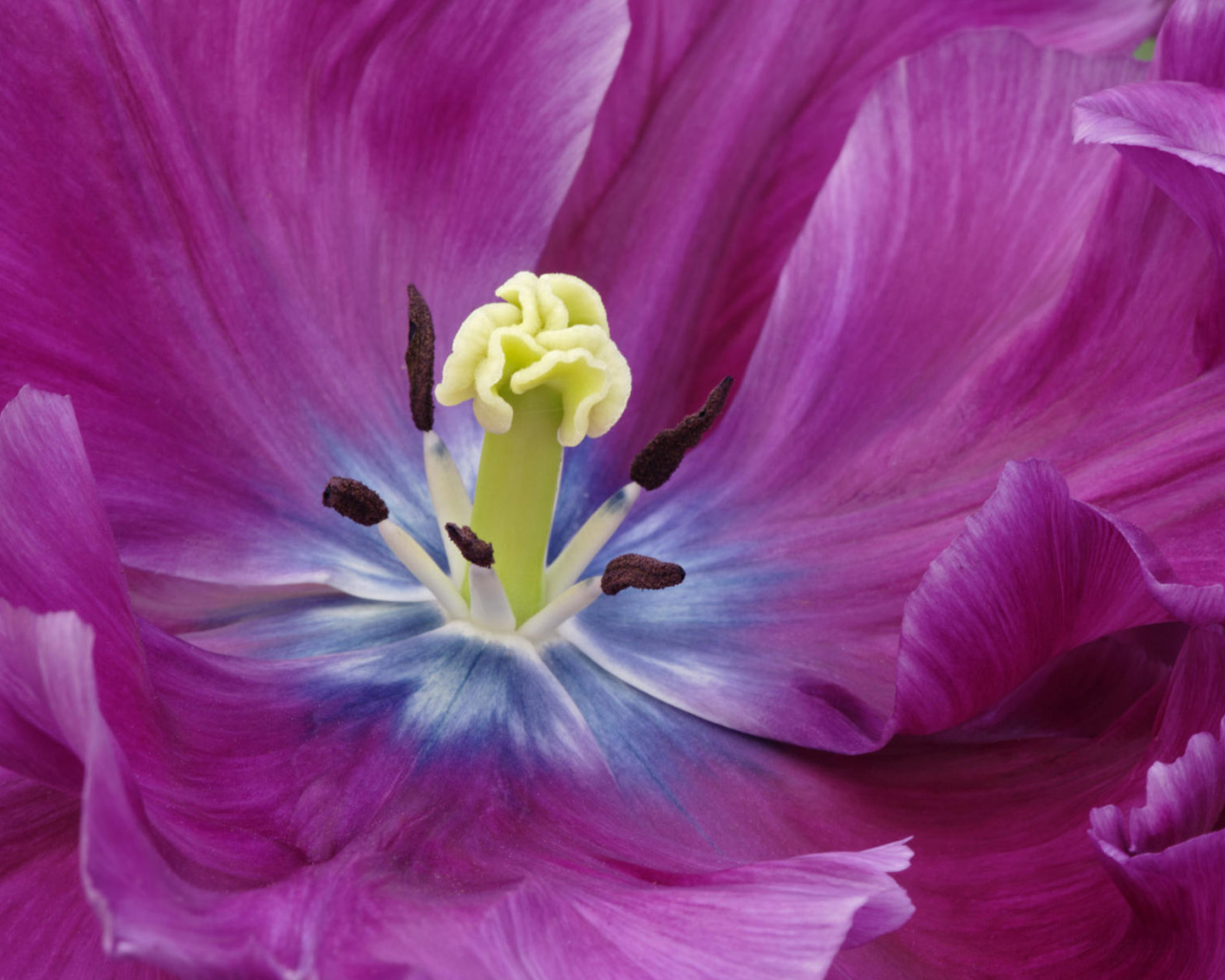 Внутри бутона