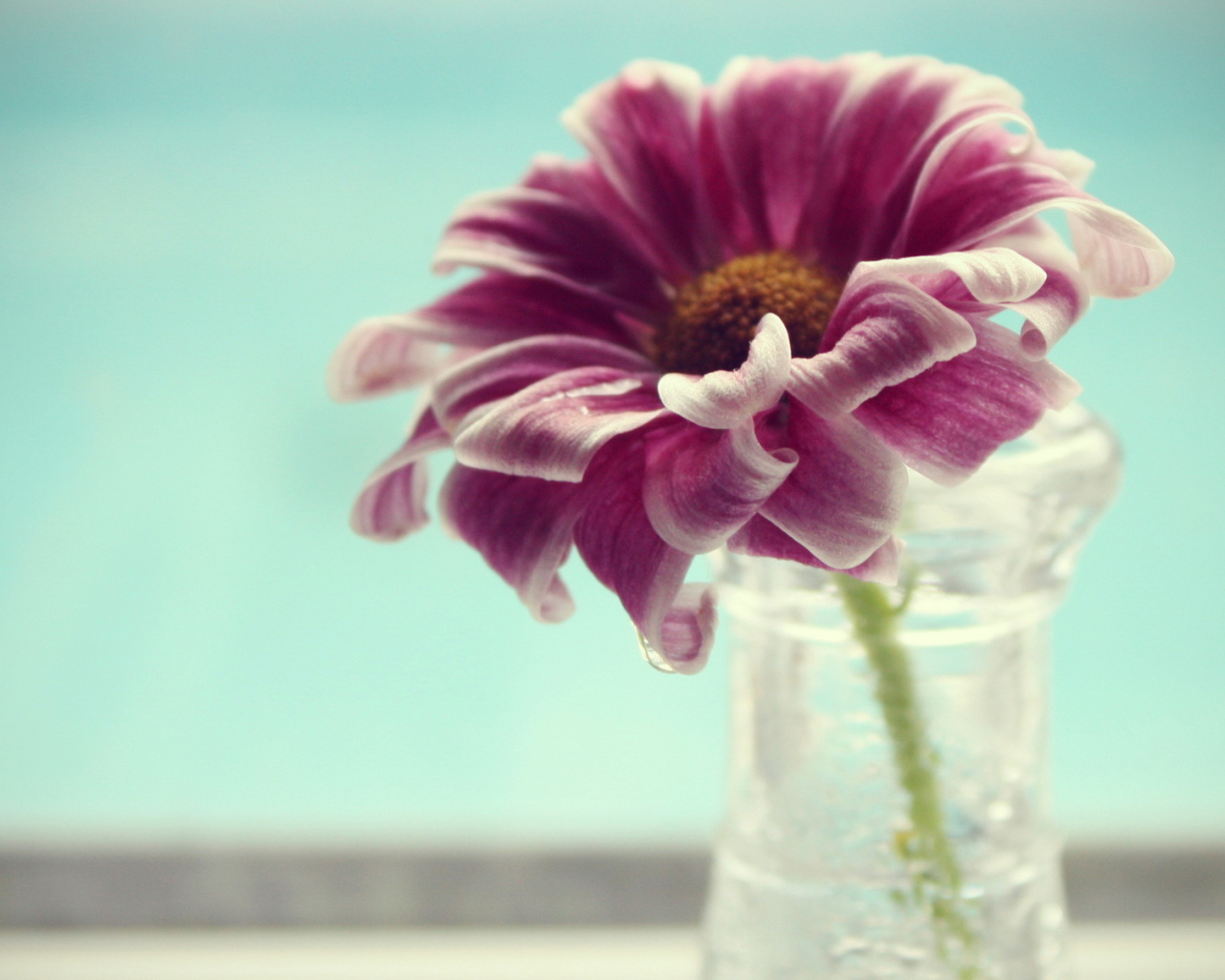 Одинокий цветок