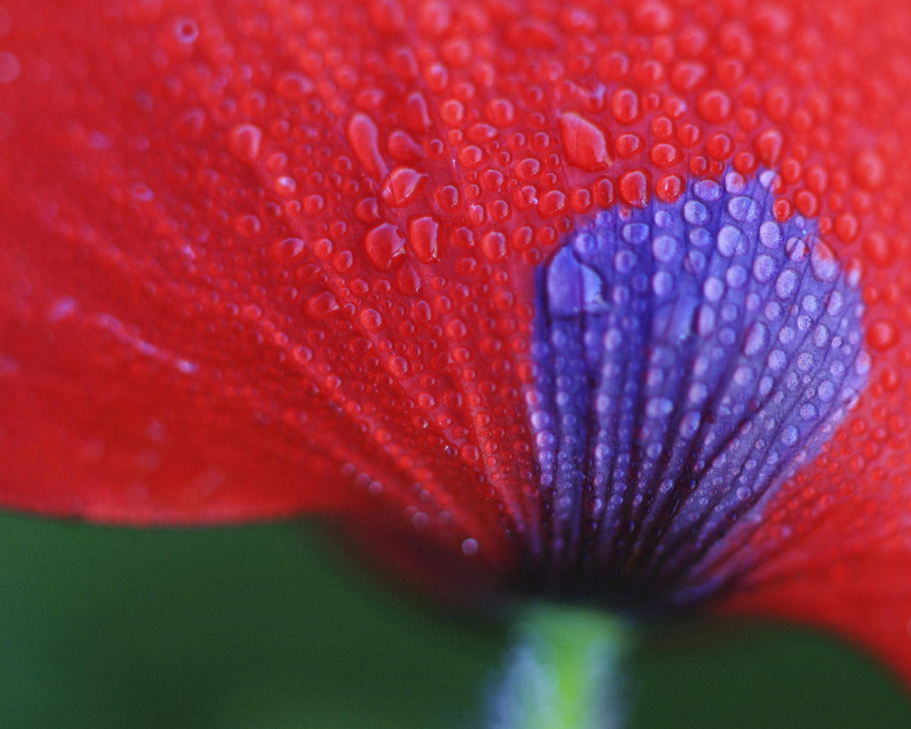 Макро Цветок