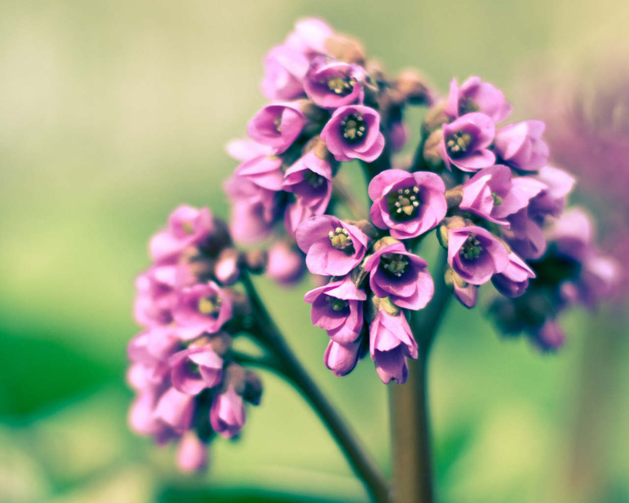 Розовые цветочки