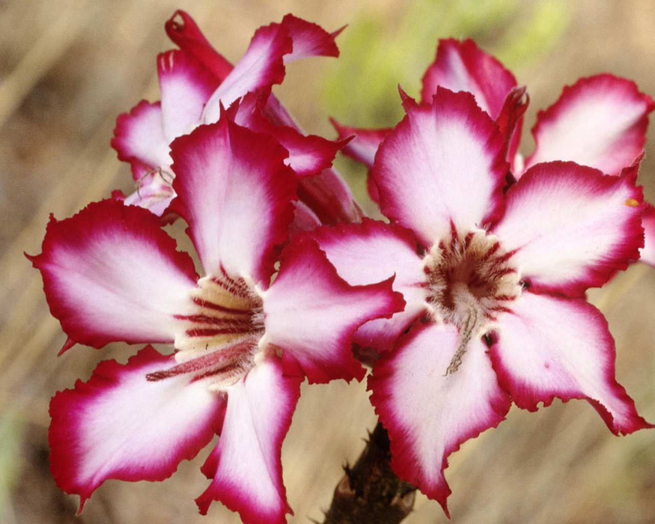 Шикарные цветы