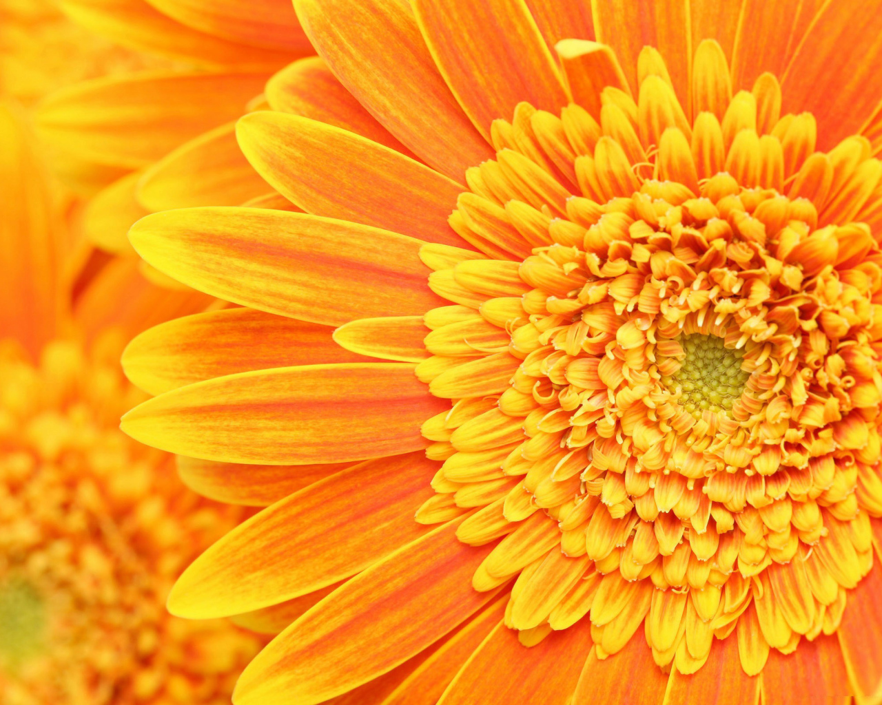 Солнечный цветок