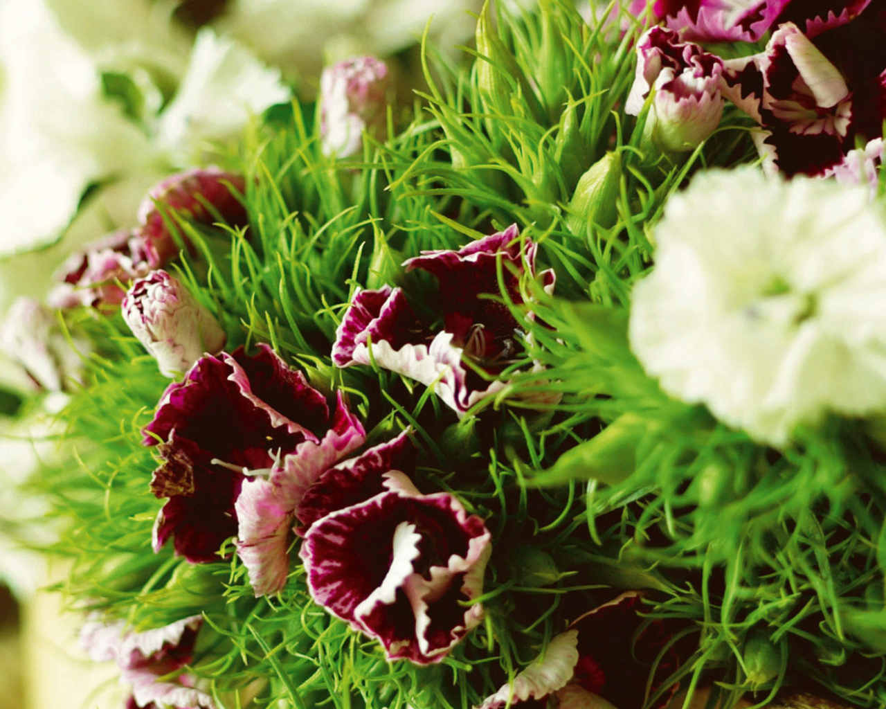 Засохшие гвоздики