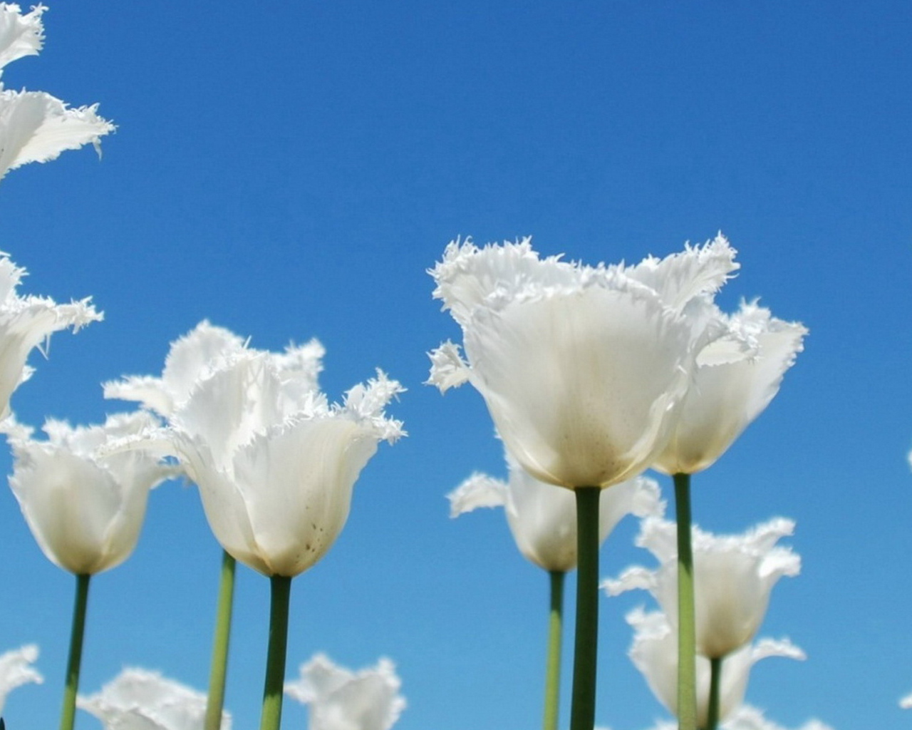 Тюльпаны-облака