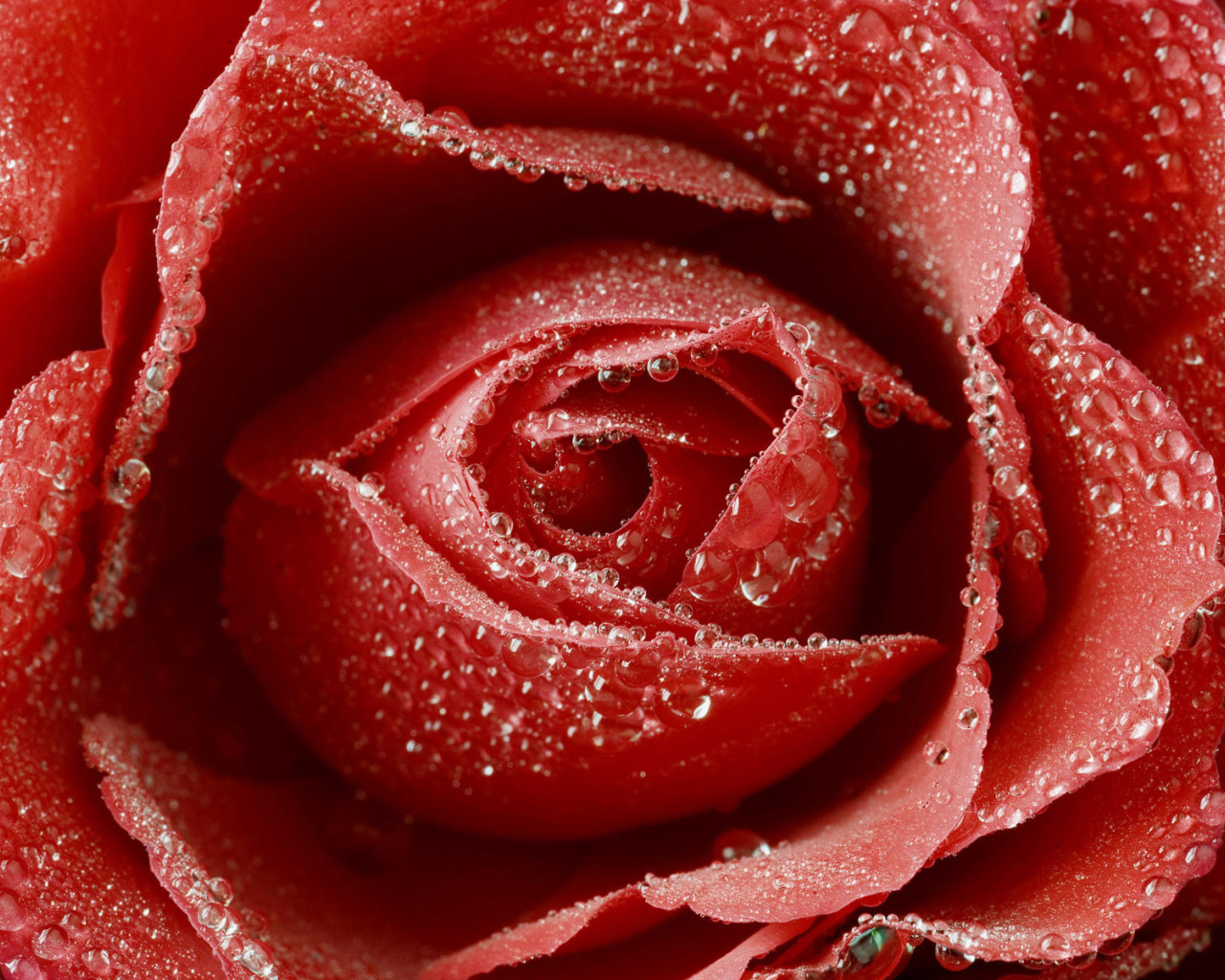 Влажная роза